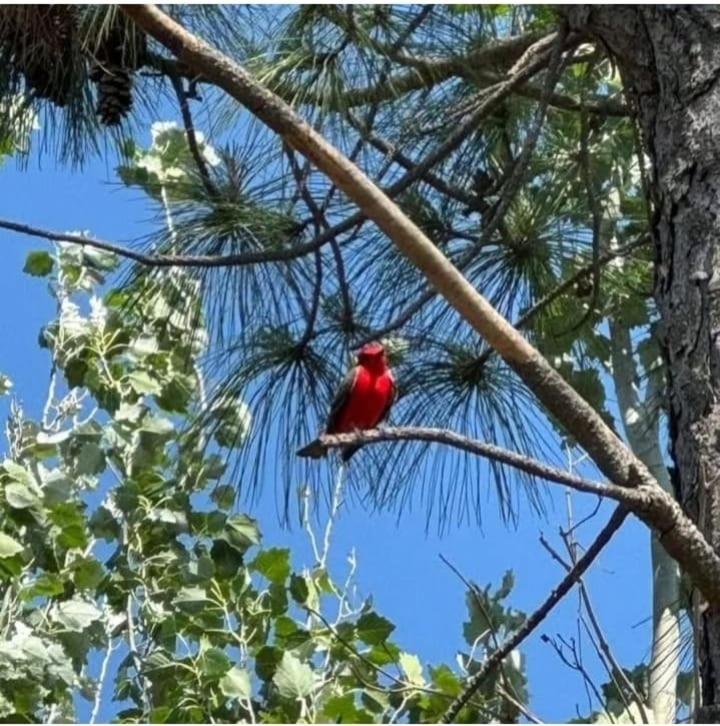 La Narcisa Villa Pehuajo Dış mekan fotoğraf